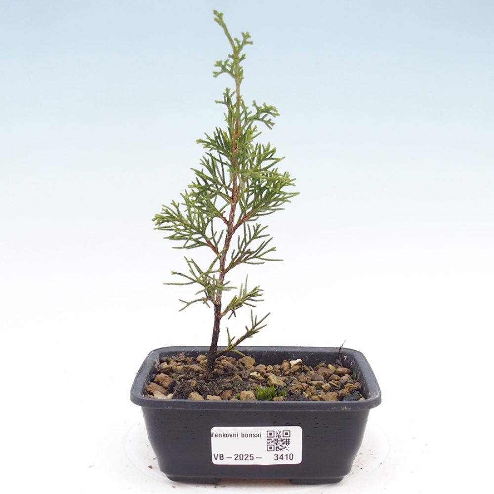 Bonsai für draußen - Juniperus chinensis Itoigawa
