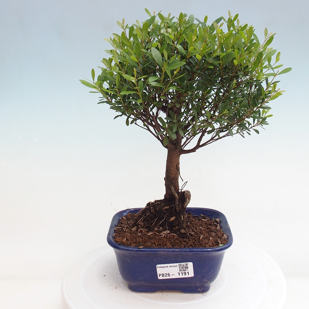 Zimmer Bonsai - Syzygium - Piment