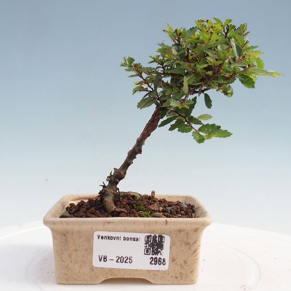 Bonsai für draußen - Ulmus parvifolia Sagei - Kleinblättrige Ulme