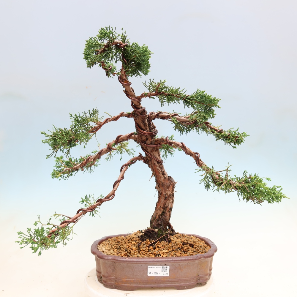 Bonsai für draußen - Juniperus chinensis Kishu