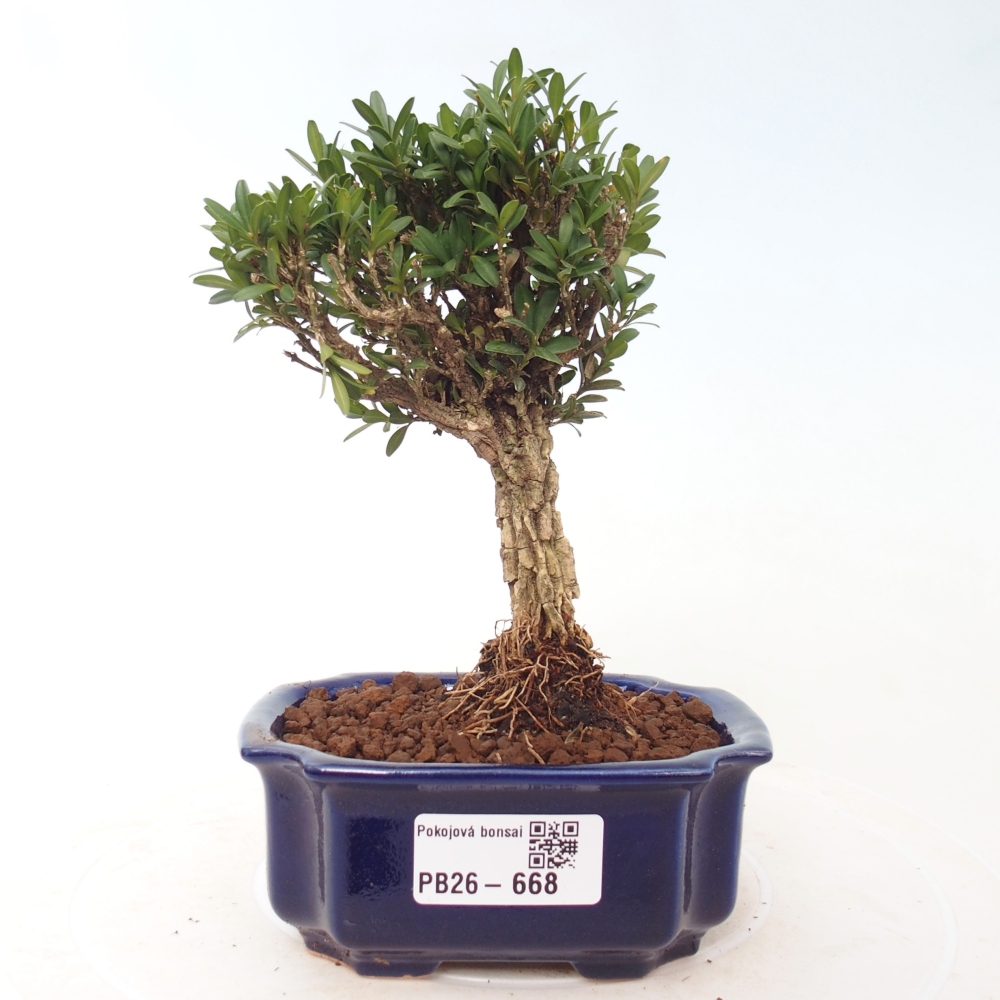 Zimmer Bonsai - Buxus harlandii - Korkbuxus