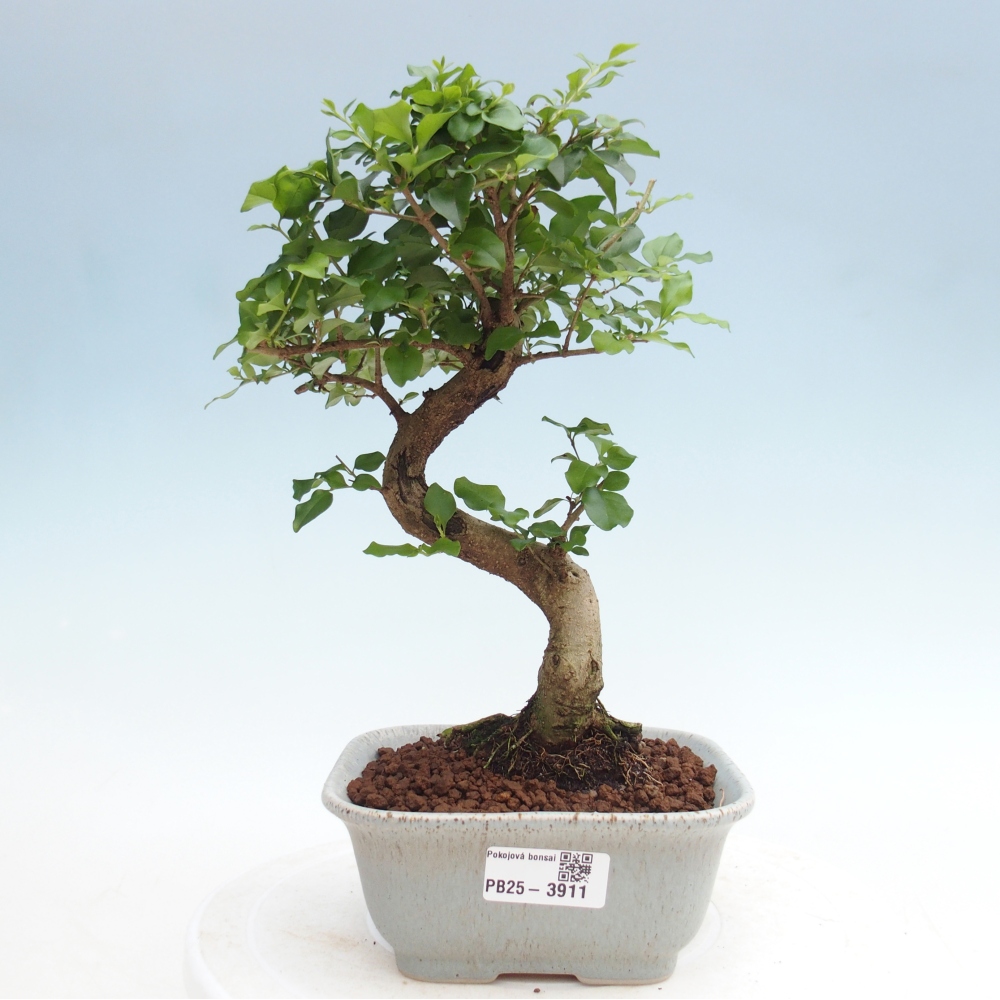 Zimmer Bonsai -Ligustrum chinensis - Vogelschnabel