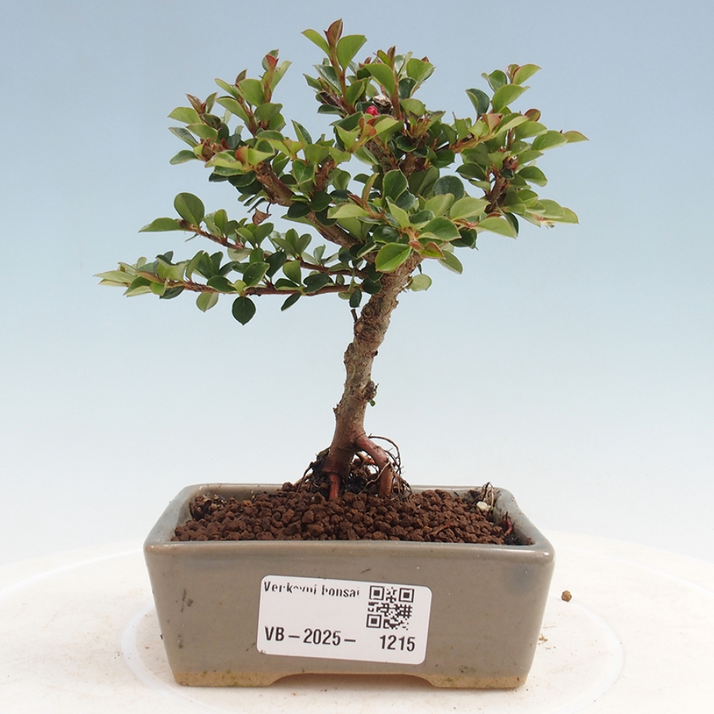 Bonsai für draußen - Cotoneaster horizontalis - Rocky Mountain