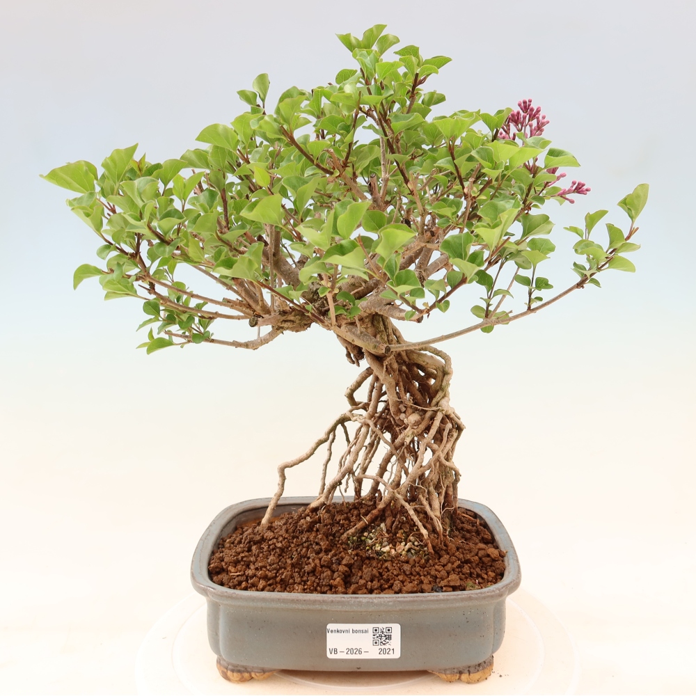 Bonsai für draußen - Syringa microphylla - Kleinblütiger Flieder