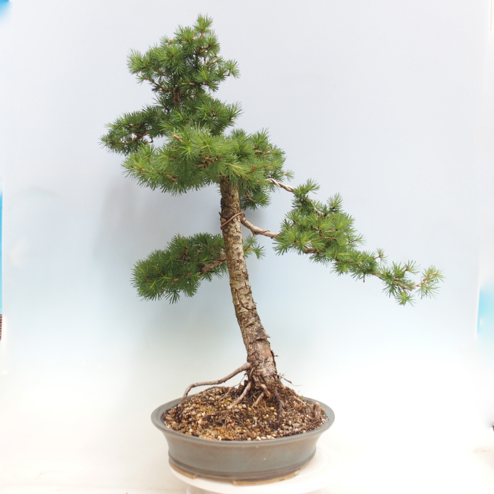 Bonsai für draußen -Larix decidua - Lärche
