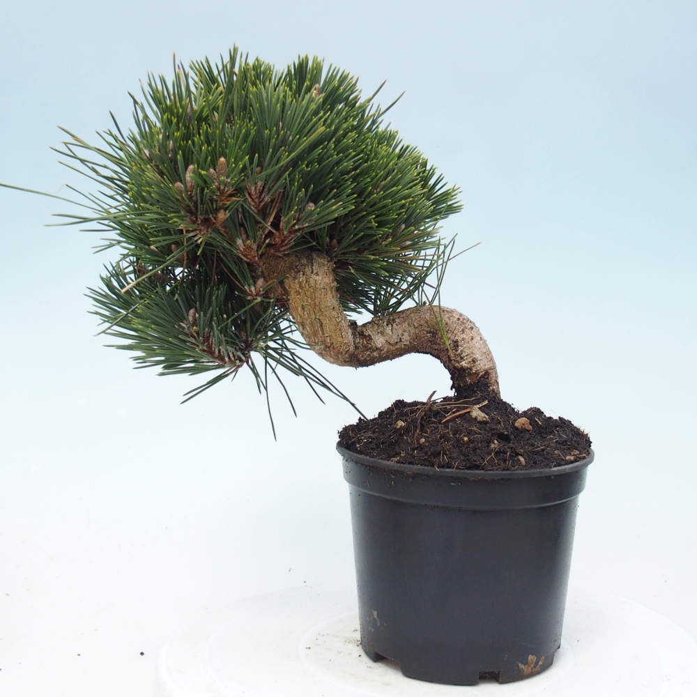 Bonsai für draußen - Pinus thunbergii senjyumaru - Thunberg-Kiefer