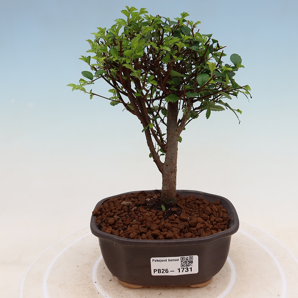 Zimmerbonsai - Ulmus parvifolia - Kleinblättrige Ulme