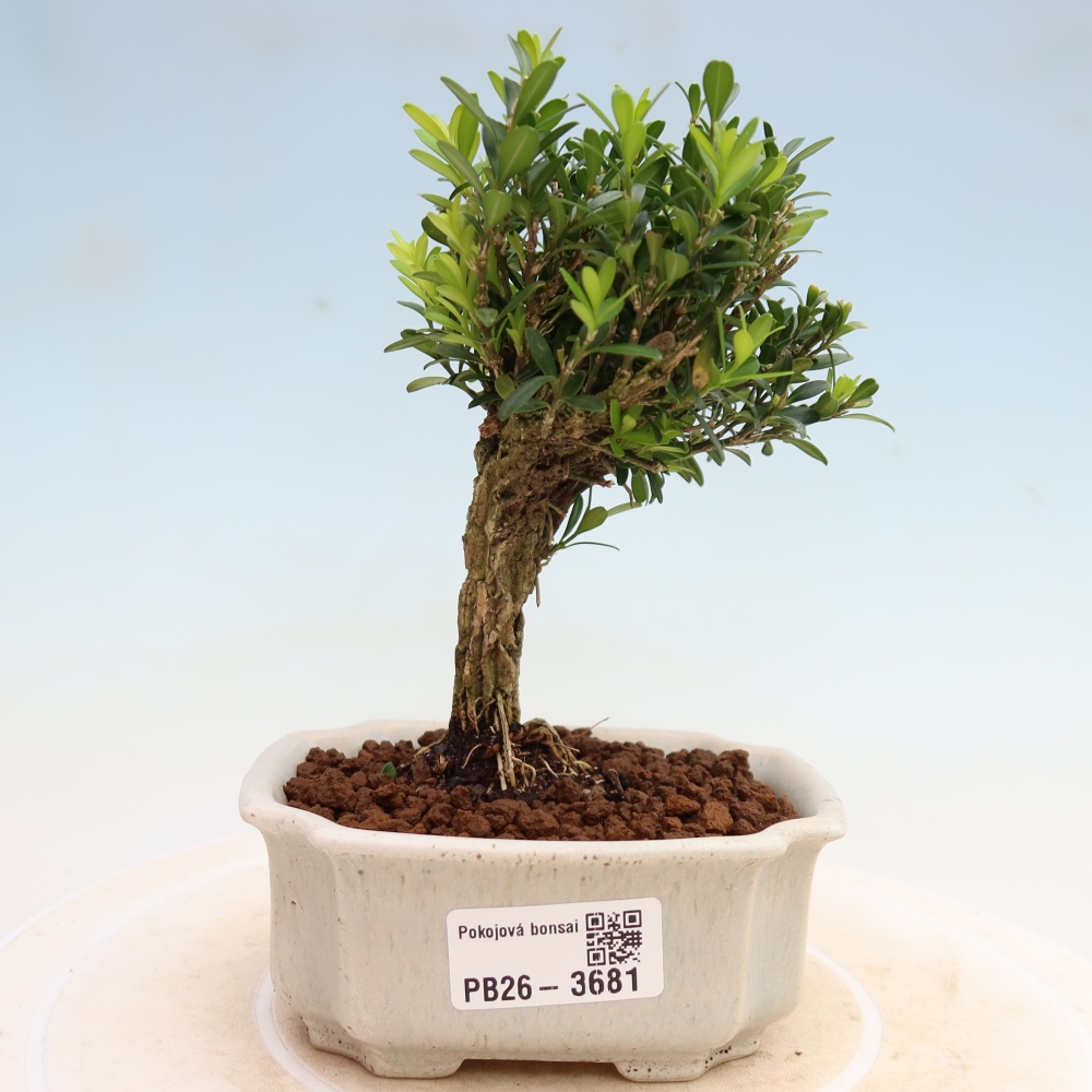 Zimmer Bonsai - Buxus harlandii - Korkbuxus