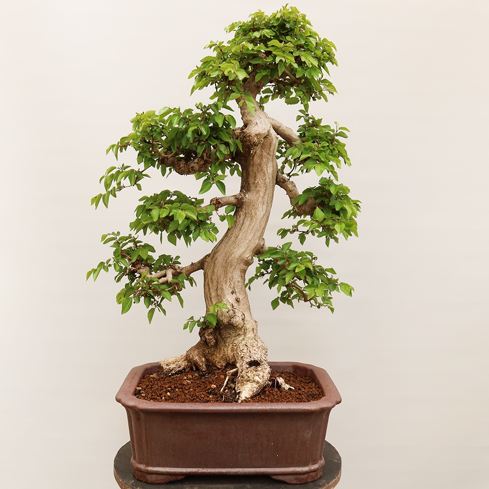 Bonsai für draußen - Karpinus Coreana - Koreanische Hainbuche