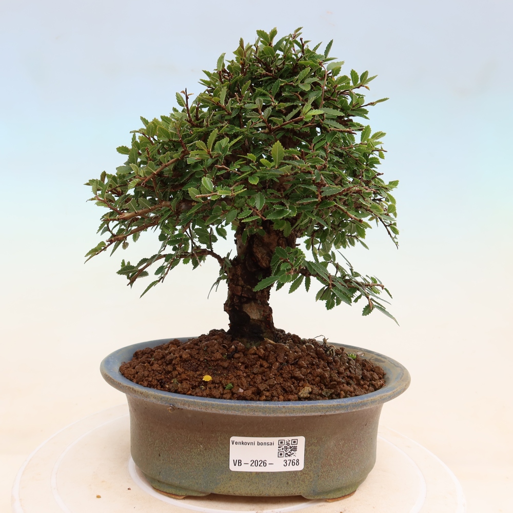 Bonsai für draußen - Zelkova - Zelkova NIRE