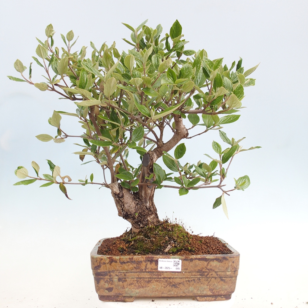 Bonsai für draußen - Kalina Bodnanská - Viburum carlesii hemsi