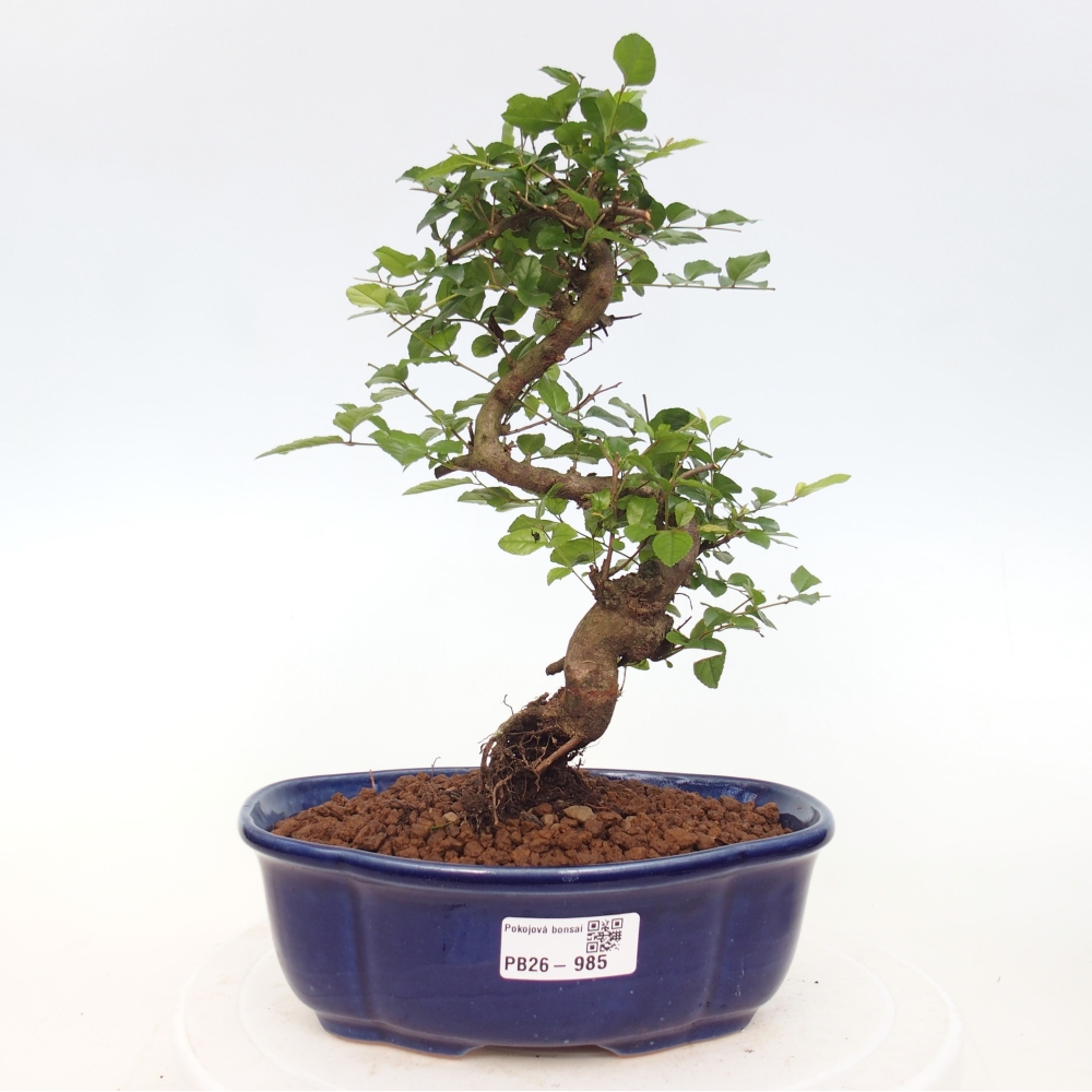 Zimmer Bonsai - Sageretia thea - Sageretia thea
