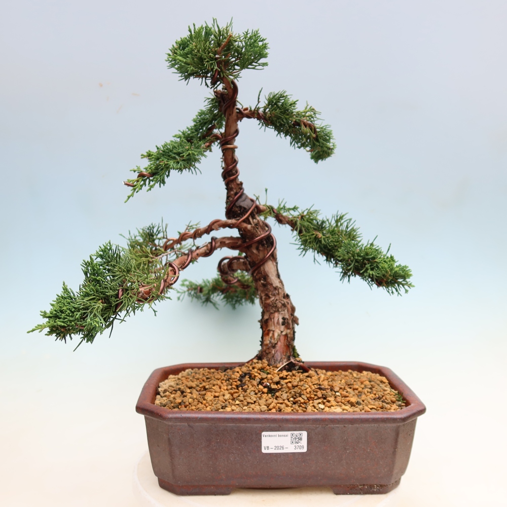 Bonsai für draußen - Juniperus chinensis Kishu