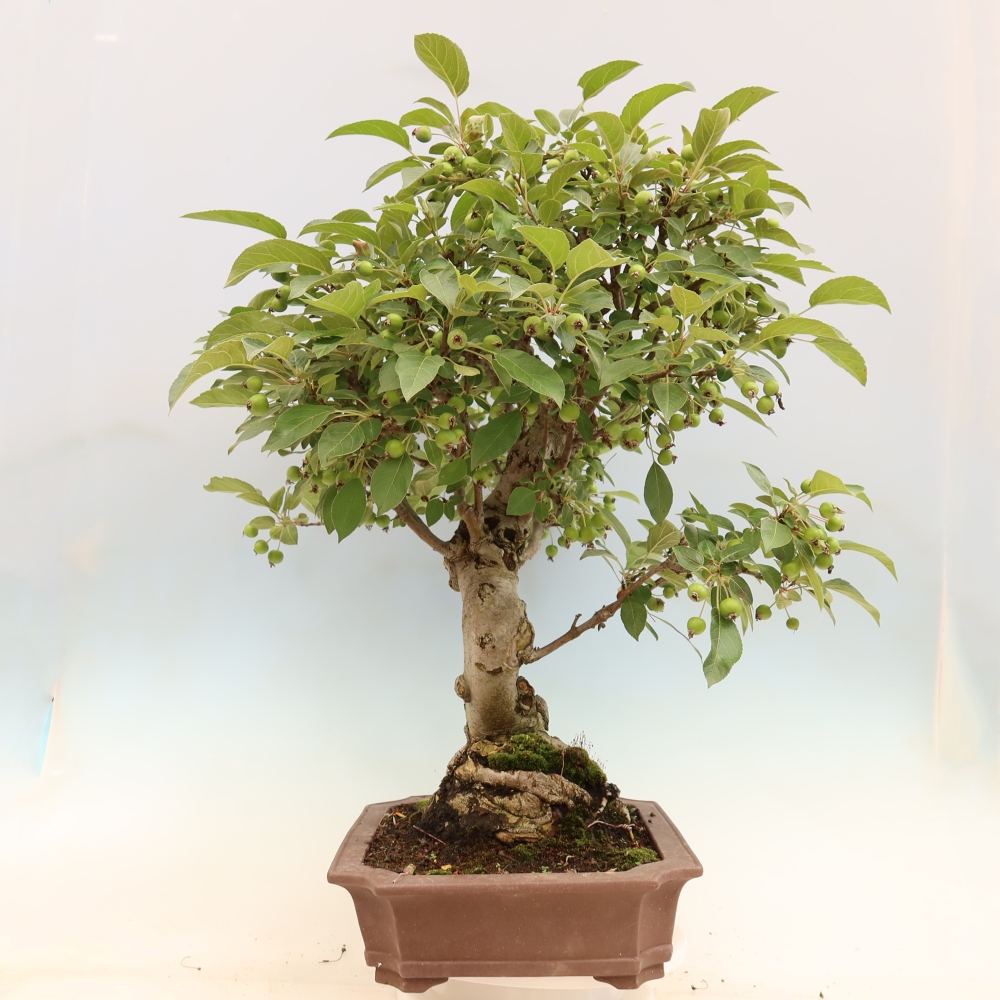 Outdoor-Bonsai -Malus halliana - Kleinfrüchtiger Apfelbaum