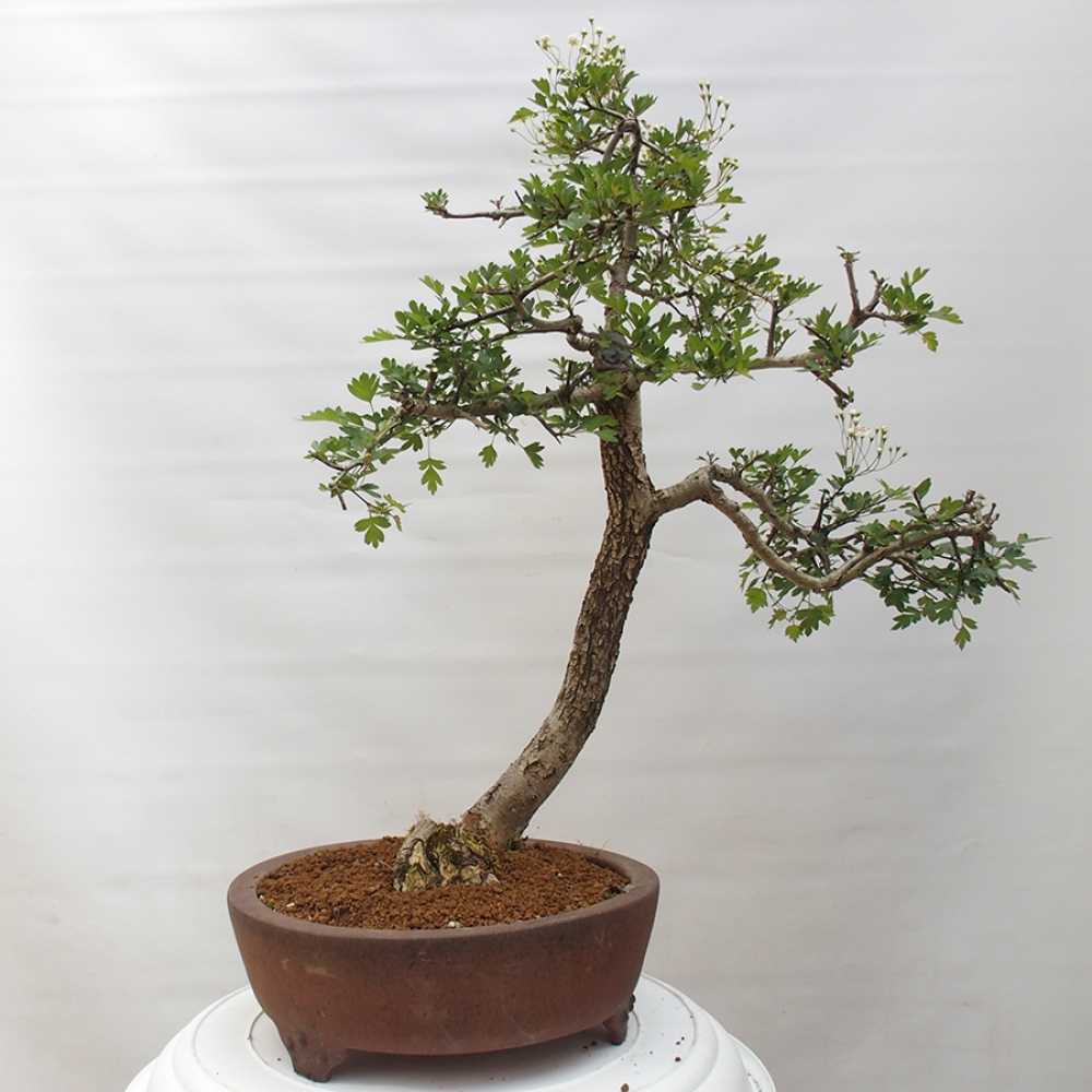 Bonsai für draußen - Weißdorn - Crataegus monogyna