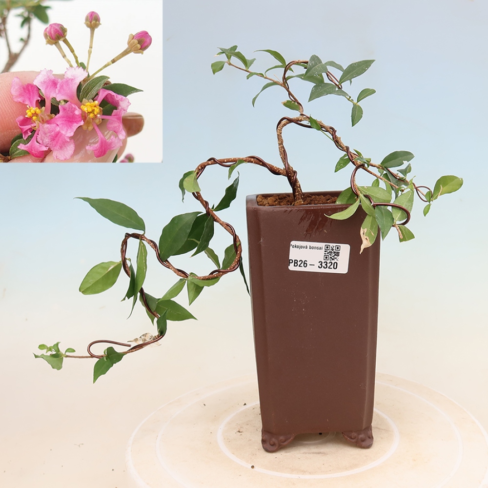 Zimmerbonsai – Barbados-Kirsche (Malpighia glabra) 