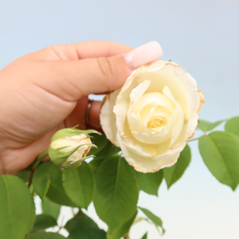 Bonsai für draußen - Rosa Kordes - Rose