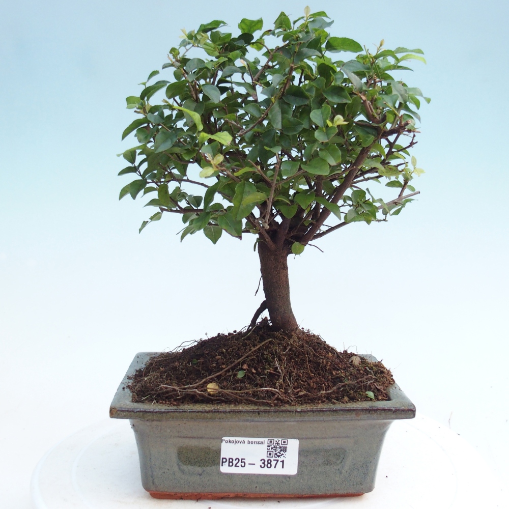 Zimmer Bonsai - Sageretia thea - Sageretia thea
