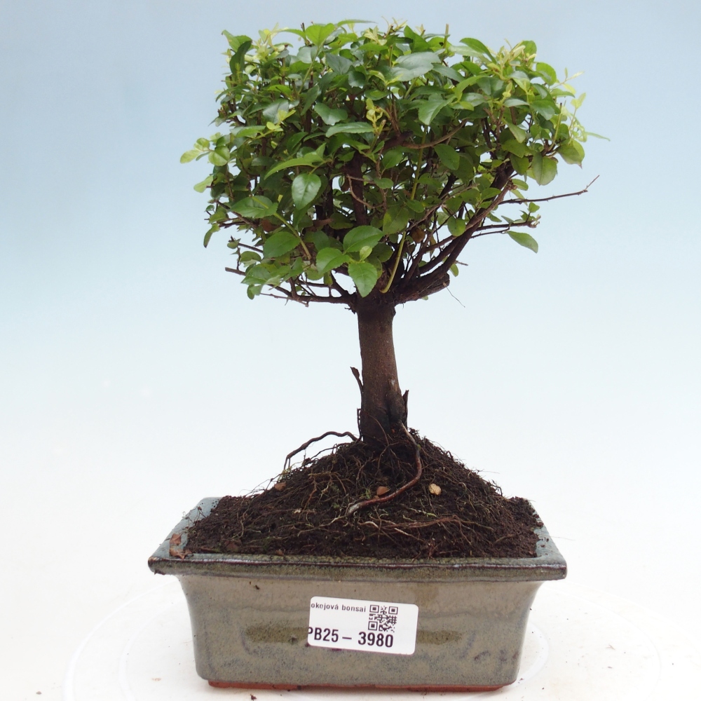 Zimmer Bonsai - Sageretia thea - Sageretia thea