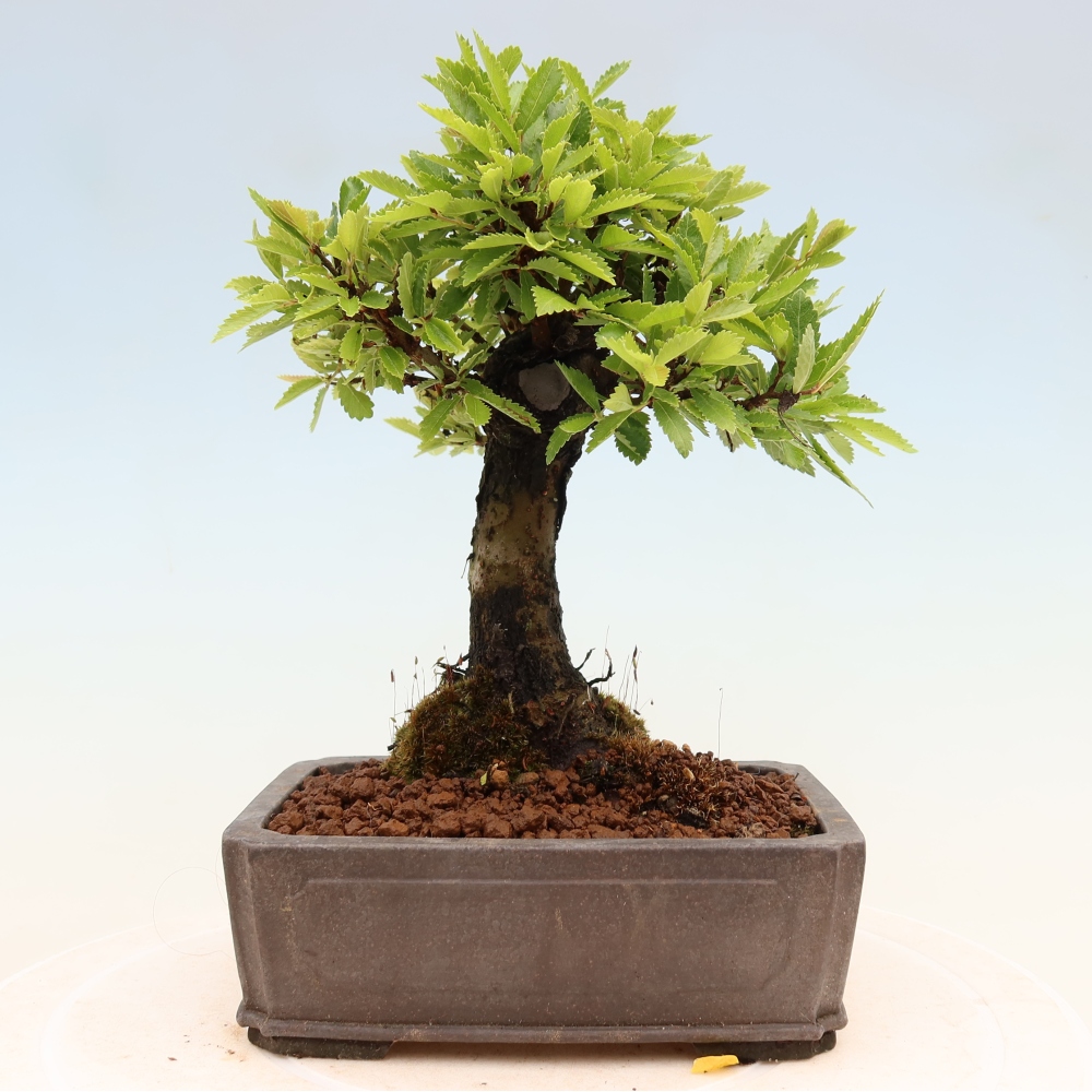 Bonsai für draußen - Zelkova - Zelkova NIRE
