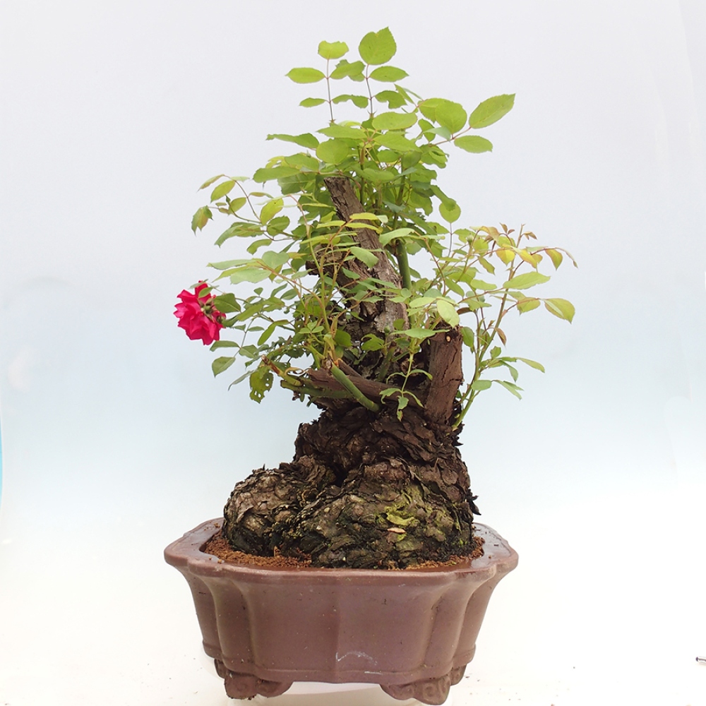 Bonsai für draußen - Rosa Kordes - Rose