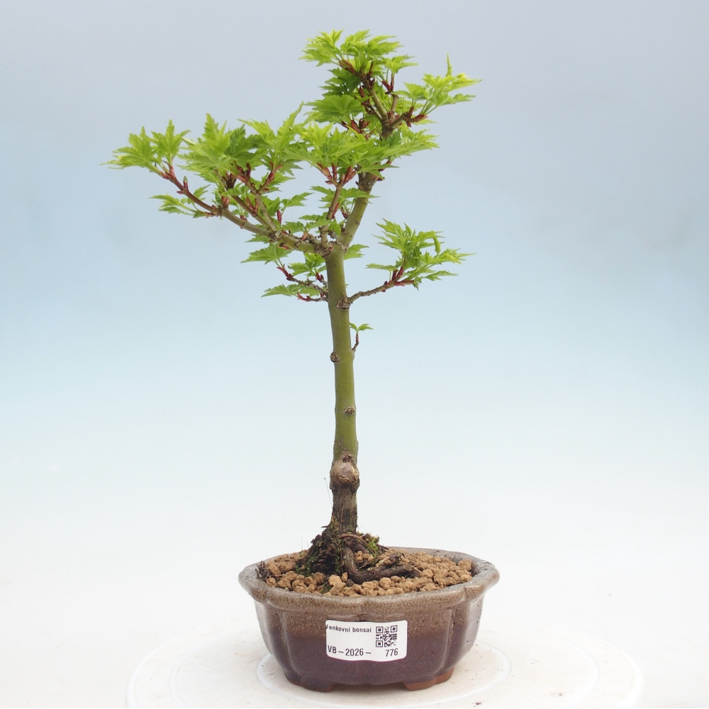 Bonsai für draußen -Javor-Palme Acer palmatum Shishigashira