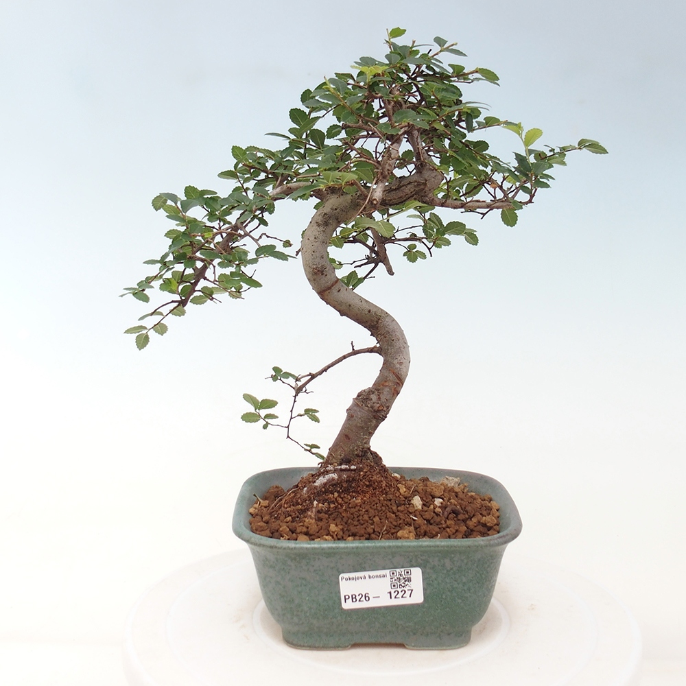 Zimmerbonsai - Ulmus parvifolia - Kleinblättrige Ulme