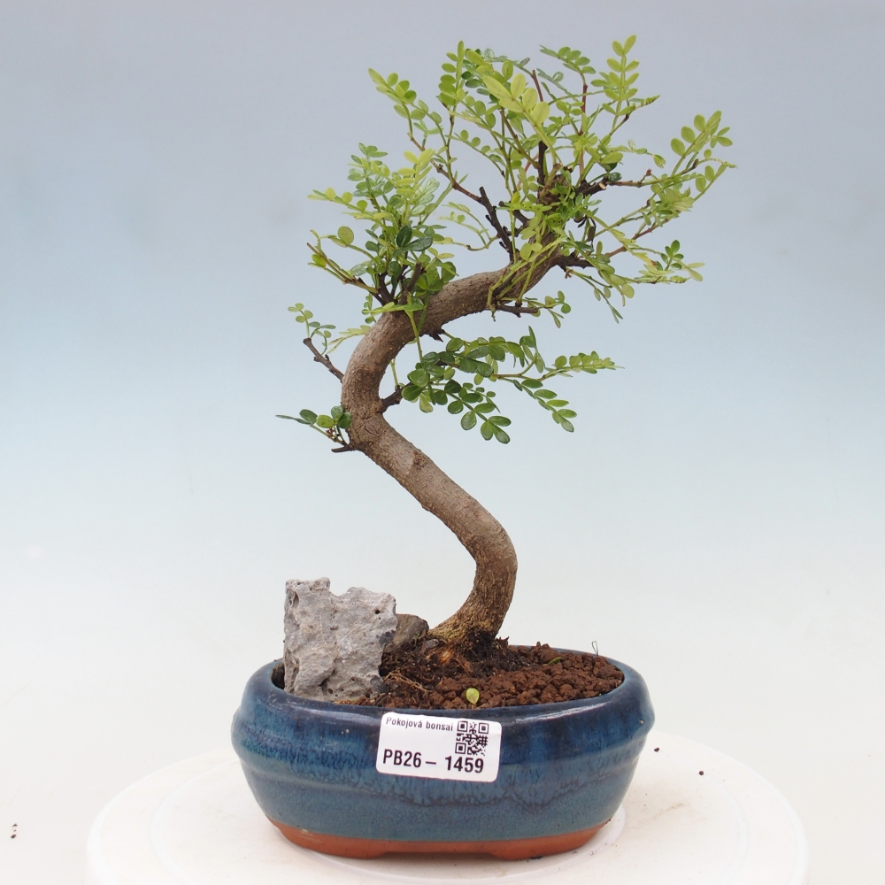 Zimmer Bonsai - Zantoxylum piperitum - Pfefferbaum