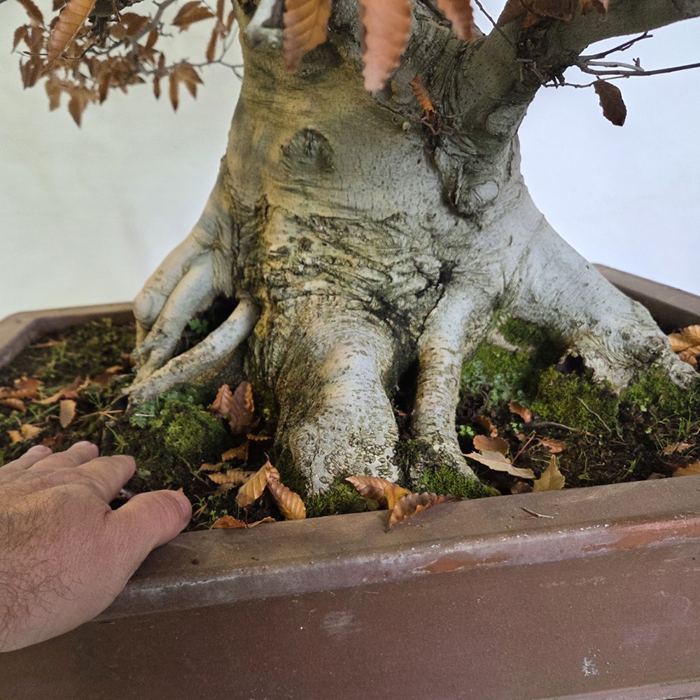 Bonsai für draußen - Fagus crenata