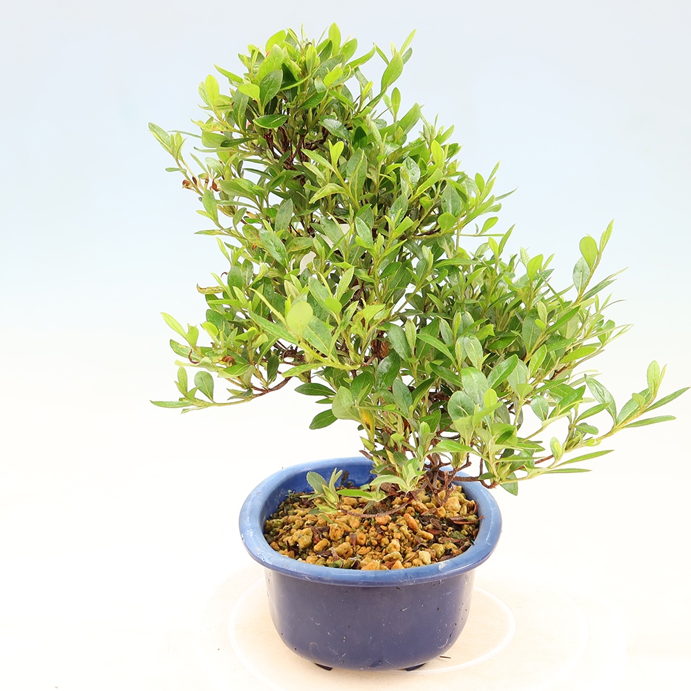 Bonsai für draußen - Japanische Azalee - Azalee Matsunami