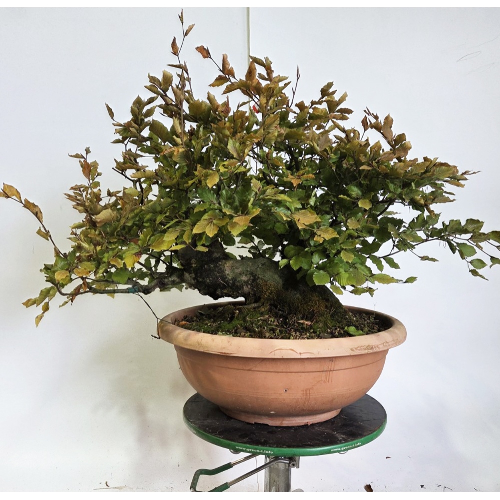 Freiland-Bonsai-Fagus sylvatica