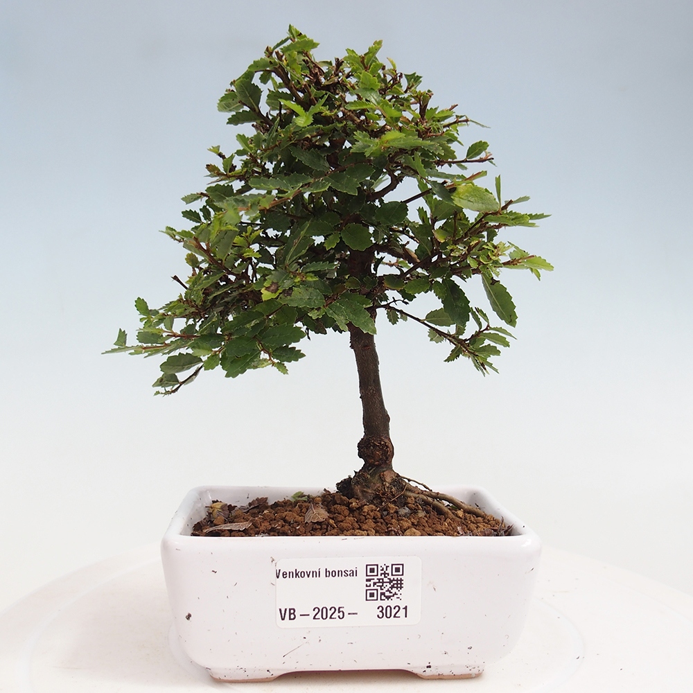 Bonsai für draußen - Ulmus parvifolia Sagei - Kleinblättrige Ulme