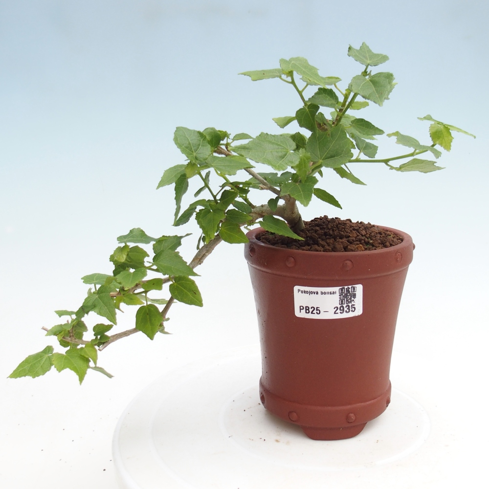 Zimmerbonsai - Malvaviscus arboreus