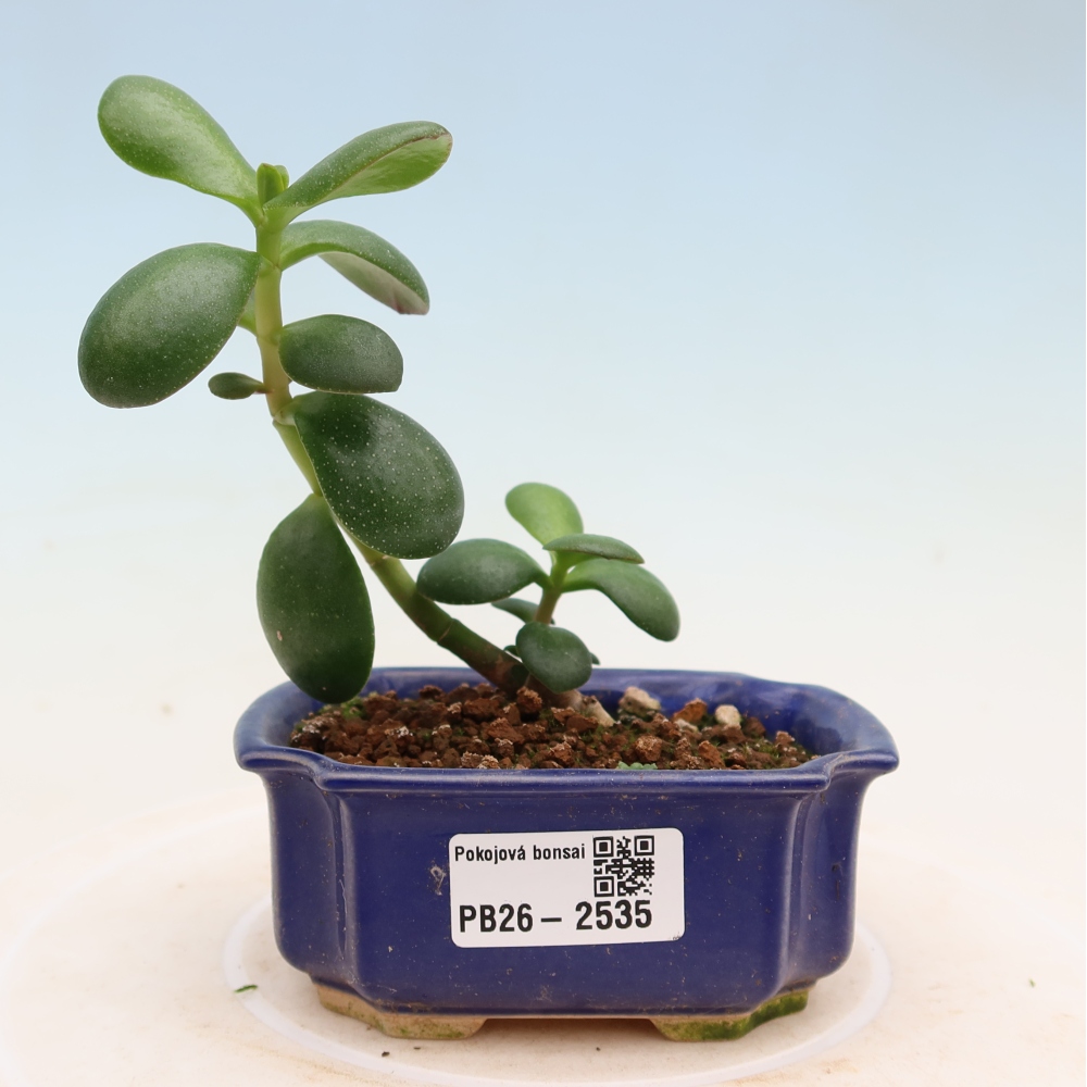 Zimmer Bonsai - Portulakaria Afra - Tlustice