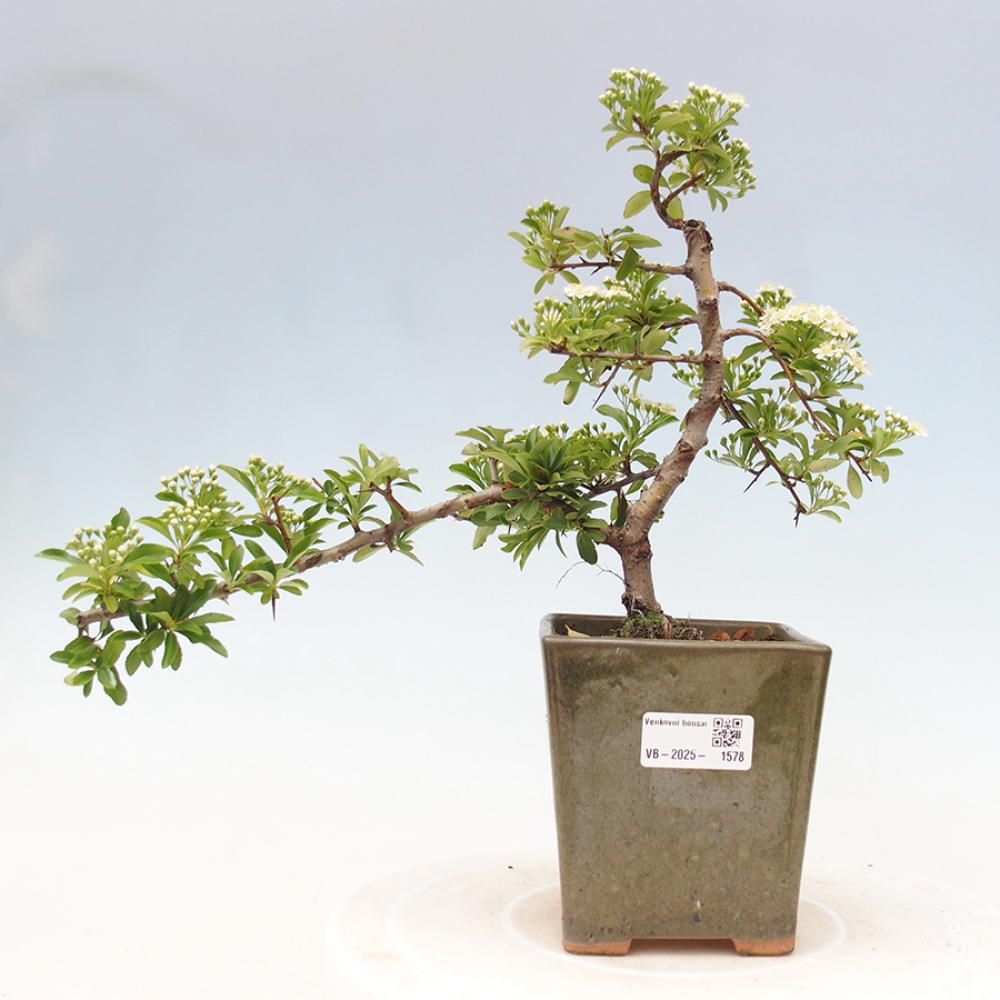 Freiland-Bonsai-Pyracantha Teton -Hlox