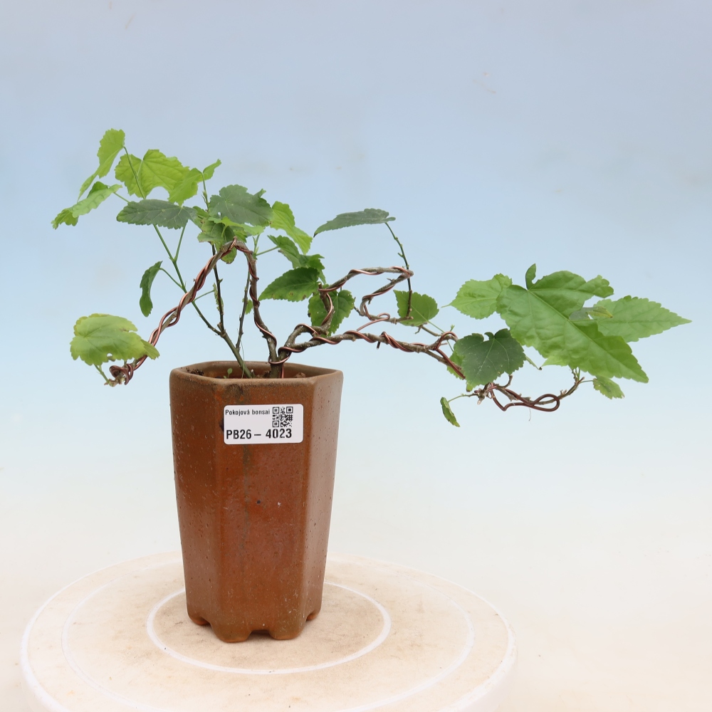 Zimmerbonsai - Abutilon Big Bell - Moltebeere