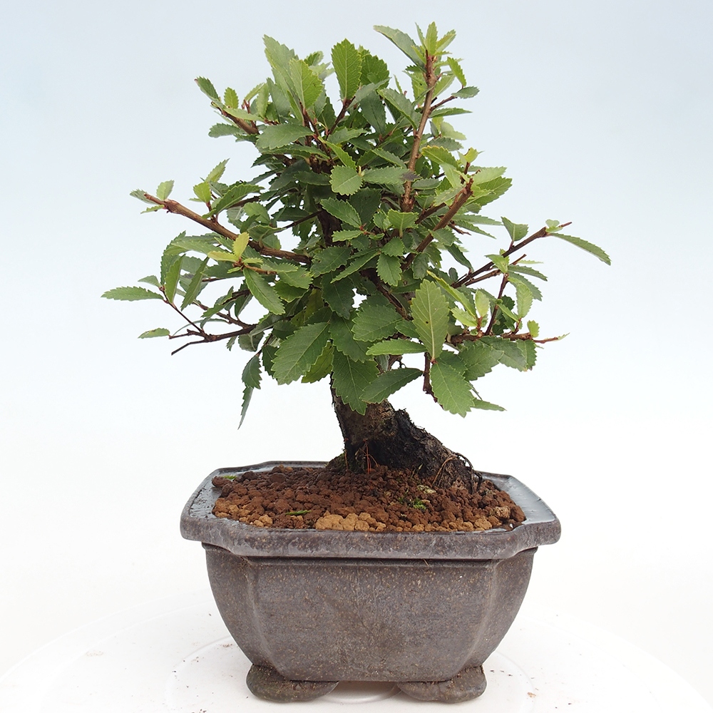 Bonsai für draußen - Zelkova - Zelkova NIRE