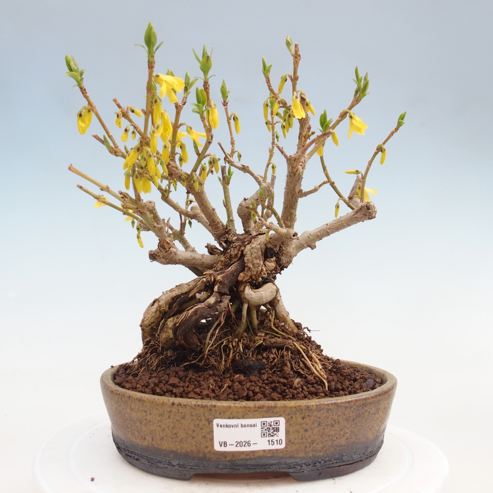 Bonsai für draußen - Zlatice - Forsythia koreana