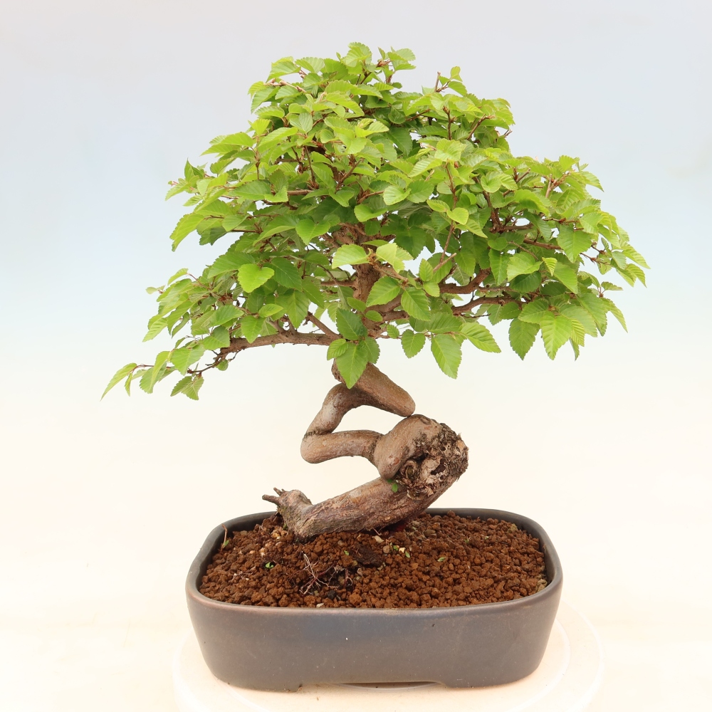Bonsai für draußen - Karpinus Coreana - Koreanische Hainbuche