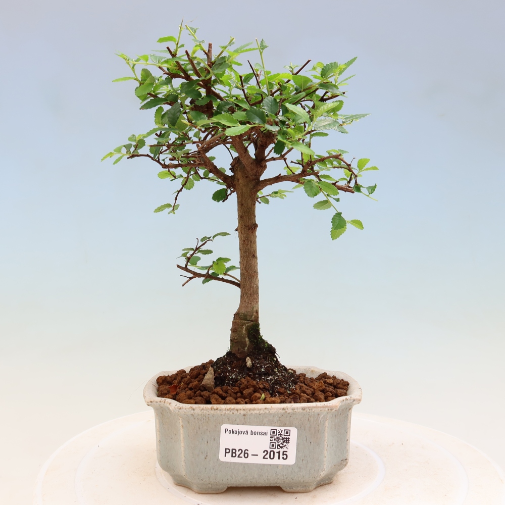 Zimmerbonsai - Ulmus parvifolia - Kleinblättrige Ulme
