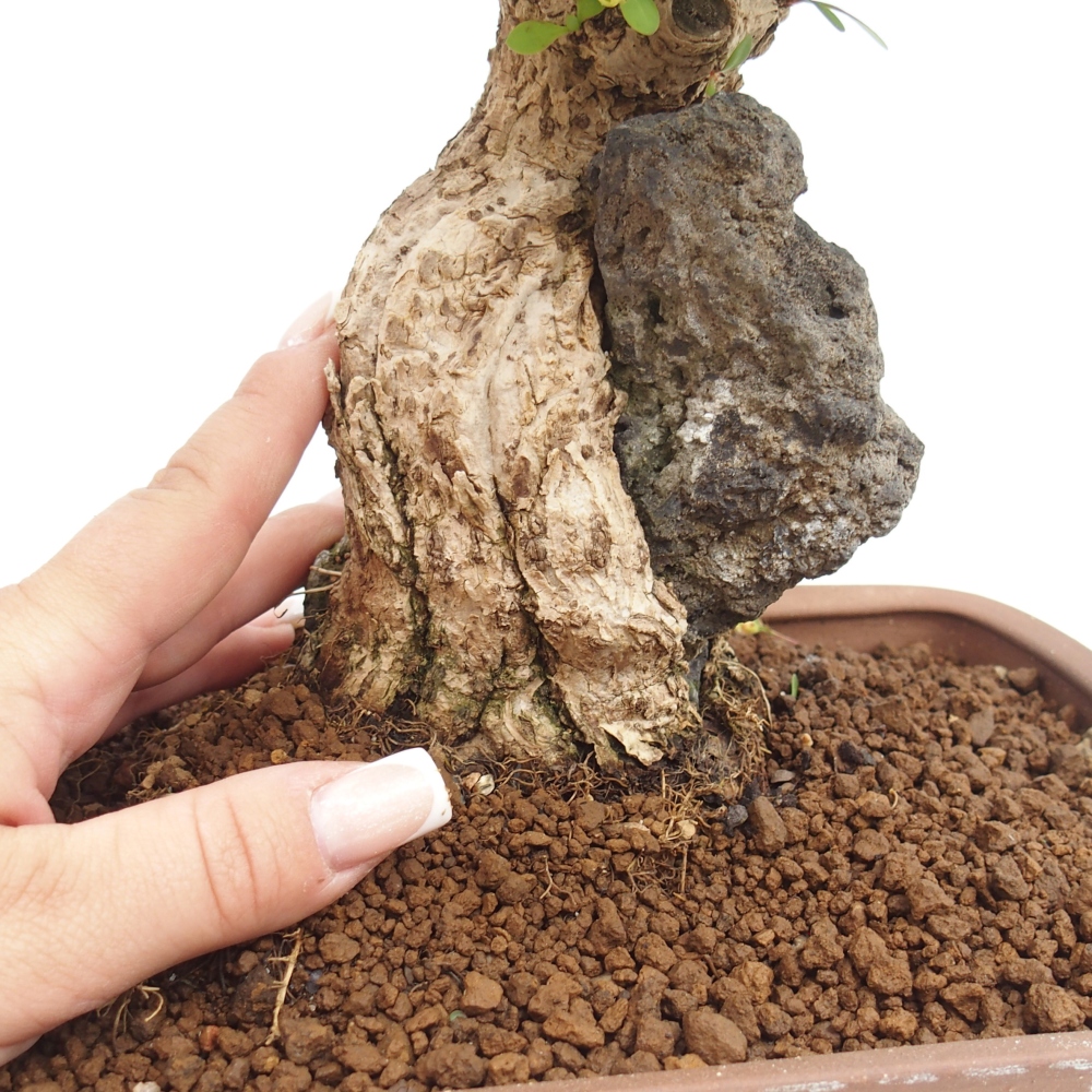 Bonsai für draußen - Berberis coreana