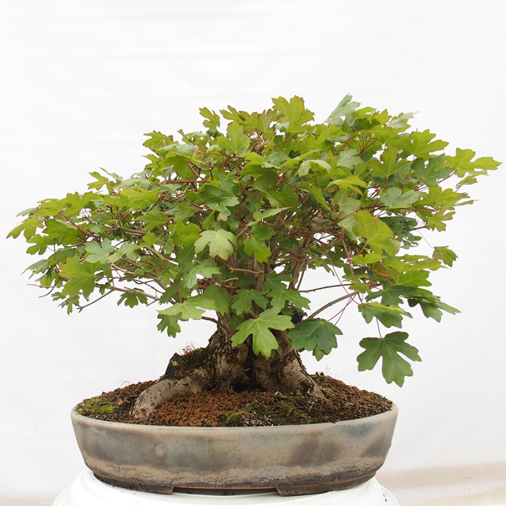 Bonsai für draußen -Javor babyka - Acer campestre