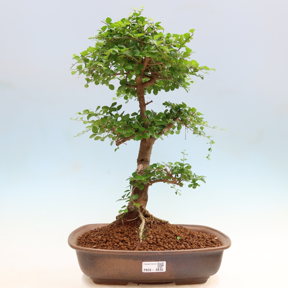 Zimmerbonsai -Ligustrum retusa - Kleinblättriger Vogelschnabel