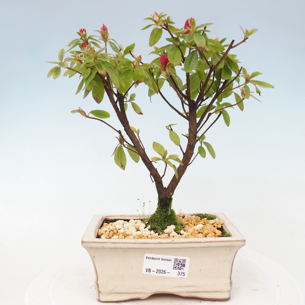 Bonsai für draußen - Japanische Azalee - Azalea sp.