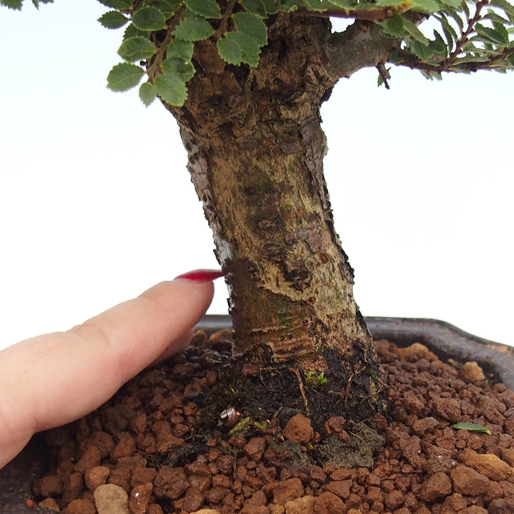 Bonsai für draußen - Ulmus parvifolia Hokkaido - Chinesische Ulme