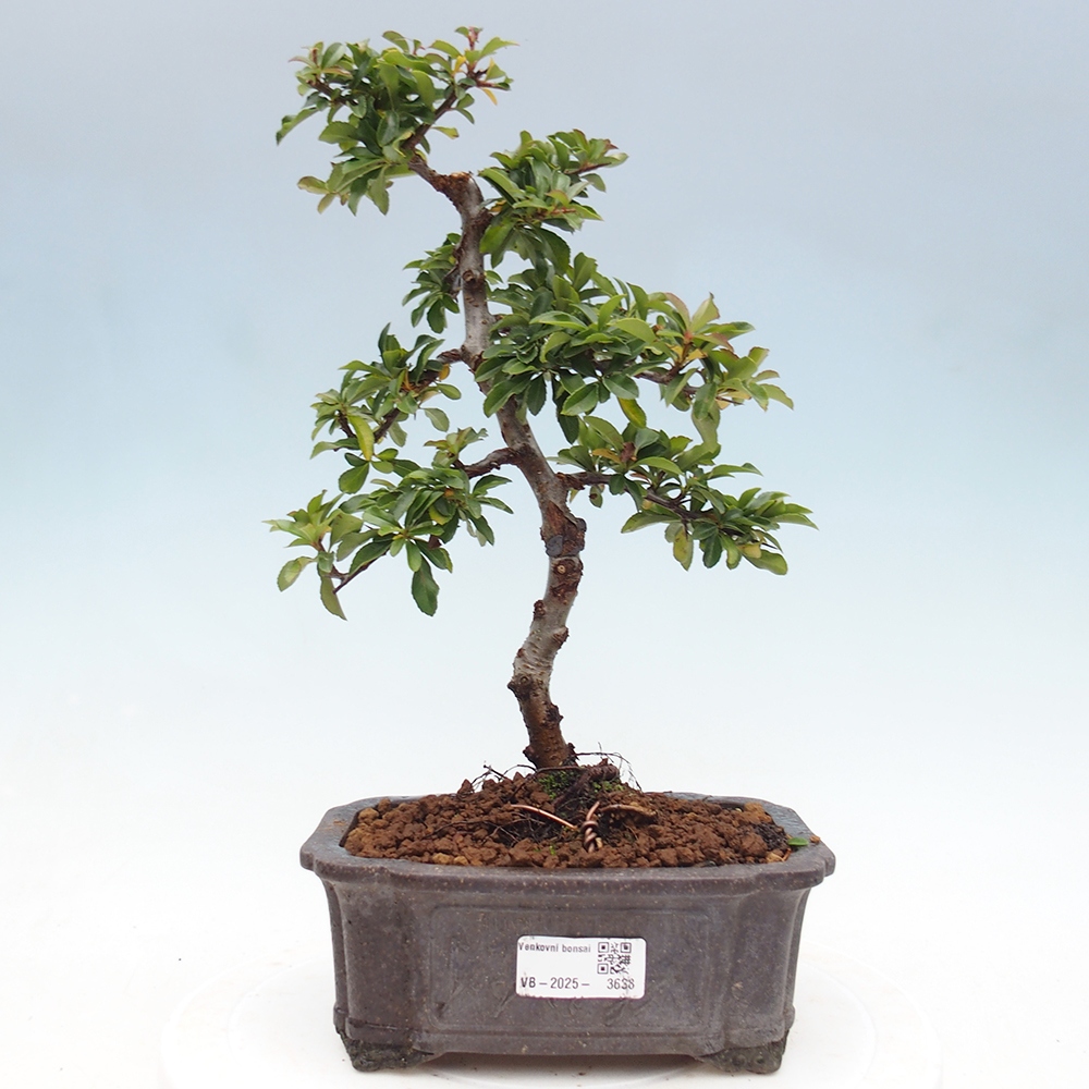 Freiland-Bonsai-Pyracantha Teton -Hlox
