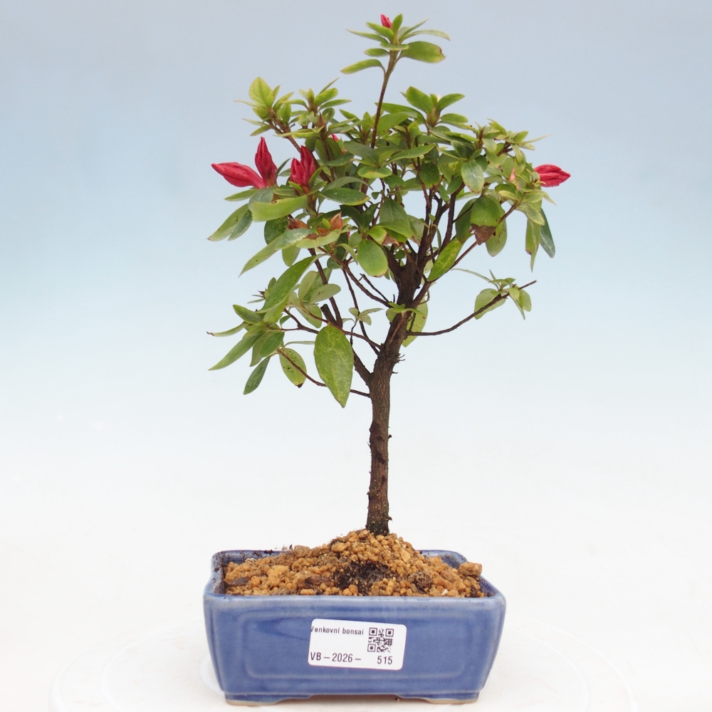 Bonsai für draußen - Japanische Azalee - Azalea sp.