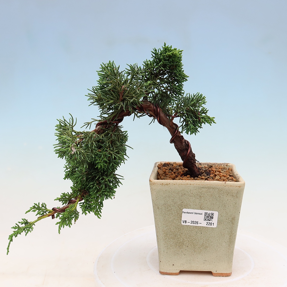 Bonsai für draußen - Juniperus chinensis Kishu