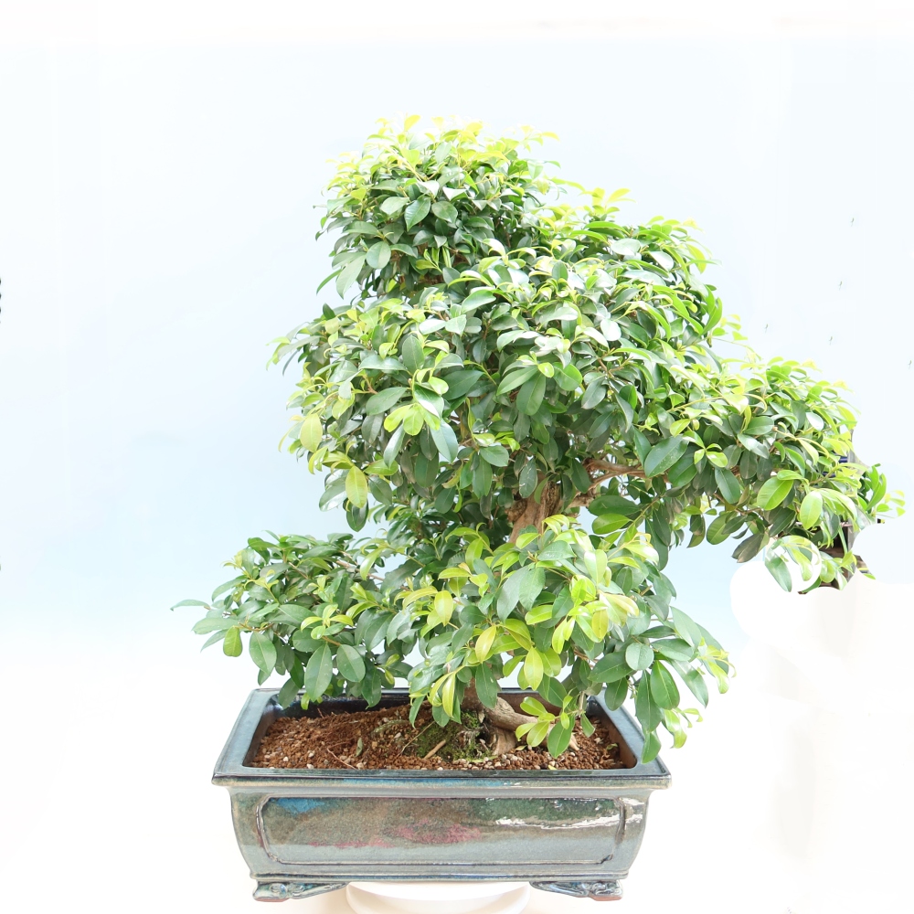 Zimmer Bonsai - Australische Kirsche - Eugenia uniflora