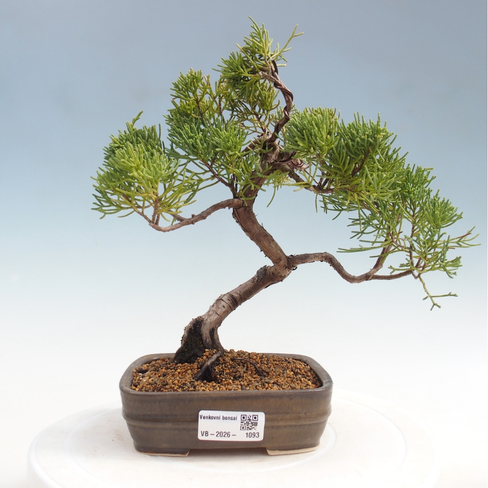 Bonsai für draußen - Juniperus chinensis Kishu